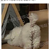 썸네일-우리 강아지 엉덩이 완전 빵실하거든?-이미지