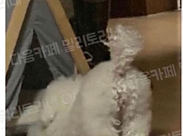 썸네일-우리 강아지 엉덩이 완전 빵실하거든?-이미지