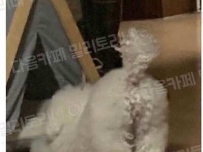 우리 강아지 엉덩이 완전 빵실하거든?-메인 썸네일 이미지
