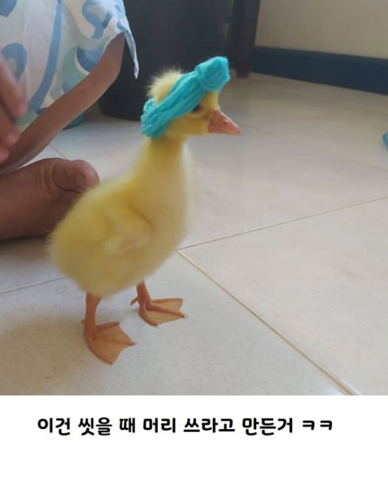 nokbeon.net-뜨개질하는 할머니가 키우는 오리.jpg-4번 이미지