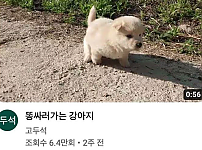썸네일-나도 같이 가면 안 될까.jpg-이미지