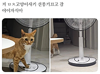 썸네일-주인을 농락하는 냥아치.jpg-이미지