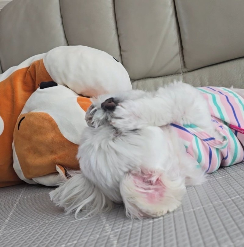 nokbeon.net-강아지 코 떼먹기 놀이했는데 진심 주둥이 싸매며 싫어함.jpg-2번 이미지