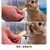 썸네일-사과를 맛 본 토끼.jpg-이미지
