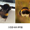 썸네일-곤충들 중 귀여움류 1티어.jpg-이미지