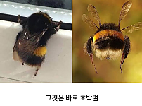 썸네일-곤충들 중 귀여움류 1티어.jpg-이미지