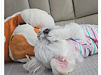 썸네일-강아지 코 떼먹기 놀이했는데 진심 주둥이 싸매며 싫어함.jpg-이미지