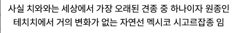 nokbeon.net-치와와에 대한 잘못된 지식.jpg-3번 이미지