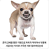 썸네일-치와와에 대한 잘못된 지식.jpg-이미지