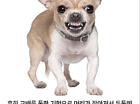 썸네일-치와와에 대한 잘못된 지식.jpg-이미지