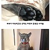 썸네일-갈 곳 없는 퓨마를 입양한 부부-이미지
