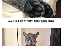 썸네일-갈 곳 없는 퓨마를 입양한 부부-이미지