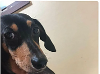 썸네일-"와 되게 섭섭하다 주인아".jpg-이미지