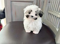 썸네일-콧수염 달고 태어난 강아지-이미지