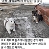 썸네일-파출소 파수견.jpg-이미지