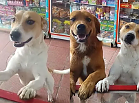 썸네일-콜롬비아 어느 가게에서 개에게 간식을 줬더니... 나중에는.jpg-이미지