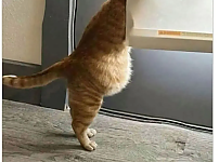 썸네일-고양이 집사들의 꿈같은 사진.jpg-이미지