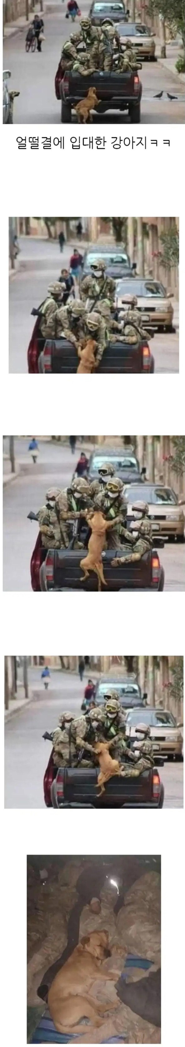 nokbeon.net-얼떨결에 입대한 강아지-1번 이미지