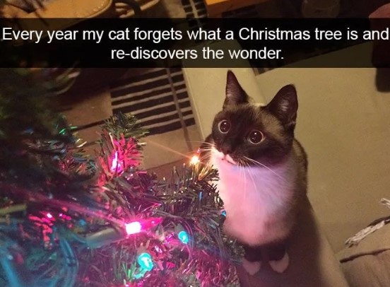 nokbeon.net-매년 새로운 고양이.jpg-1번 이미지