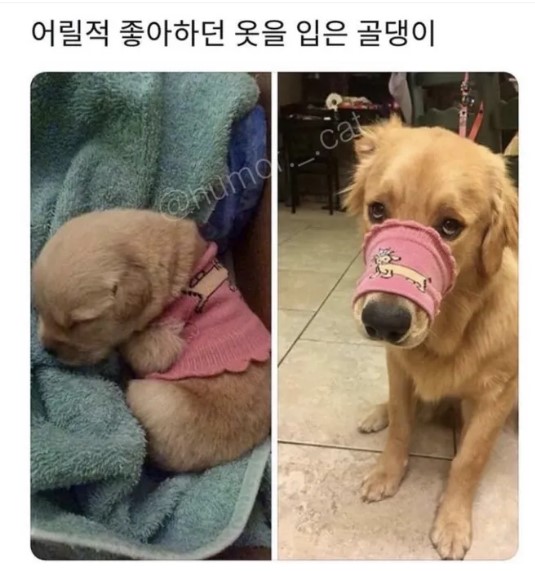 nokbeon.net-어릴 적 좋아하던 옷을 입은 골댕이.jpg-1번 이미지