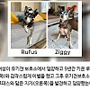 썸네일-키우던 강아지와 똑 닮아 입양했는데.jpg-이미지