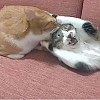 썸네일-도저히 클릭을 참기힘든 썸네일.jpg-이미지
