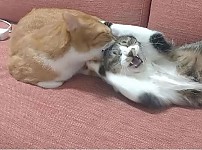 썸네일-도저히 클릭을 참기힘든 썸네일.jpg-이미지