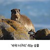 썸네일-코끼리랑 가장 가까운 친척이라는 동물.jpg-이미지