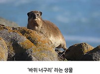 썸네일-코끼리랑 가장 가까운 친척이라는 동물.jpg-이미지