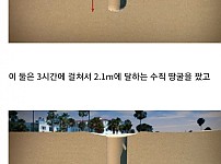 썸네일-해수욕장 모래사장에서 너무 열심히 모래 파면 안되는 이유-이미지