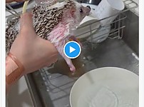 썸네일-뭔 고슴도치를 전복처럼 닦네.twt-이미지