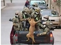 썸네일-얼떨결에 입대한 강아지-이미지