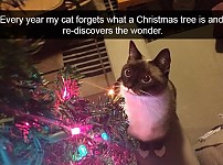 썸네일-매년 새로운 고양이.jpg-이미지