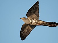 썸네일-조류의 넘사벽 호흡효율.jpg-이미지