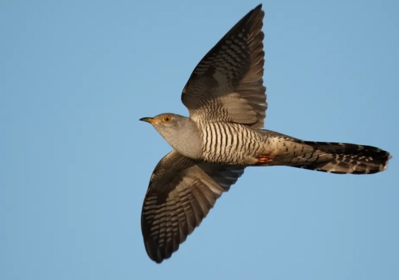 nokbeon.net-조류의 넘사벽 호흡효율.jpg-3번 이미지