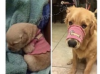 썸네일-어릴 적 좋아하던 옷을 입은 골댕이.jpg-이미지