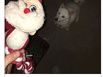 썸네일-최애를 실제로본 댕댕이.jpg-이미지