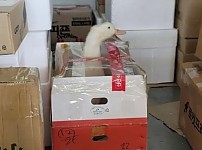 썸네일-택배 기사님을 당황시킨 택배 물건ㄷㄷㄷㄷ.jpg-이미지