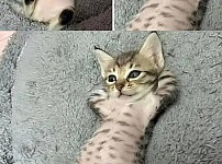 썸네일-부모님댁에 맡긴 고양이 걱정돼 사진 좀 보내달라고 했더니...jpg-이미지