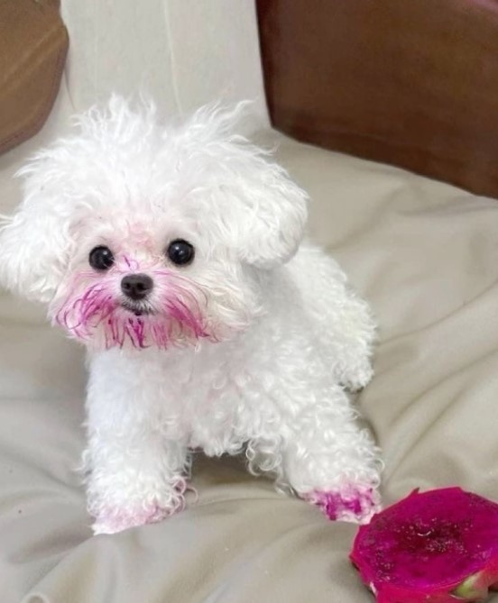 nokbeon.net-용과 먹은 강아지.jpg-1번 이미지