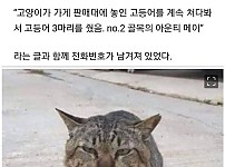 썸네일-가출했다가 빚지고 돌아온 고양이-이미지