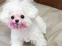 썸네일-용과 먹은 강아지.jpg-이미지