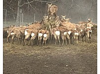 썸네일-사슴 목장 분위기가 심상치 않다-이미지