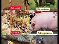 썸네일-고기를 먹어야 하는 이유.jpg-이미지