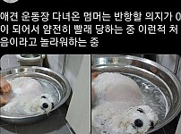 썸네일-애견 운동장 다녀온 강아지는 반항할 의지가 없음.jpg-이미지