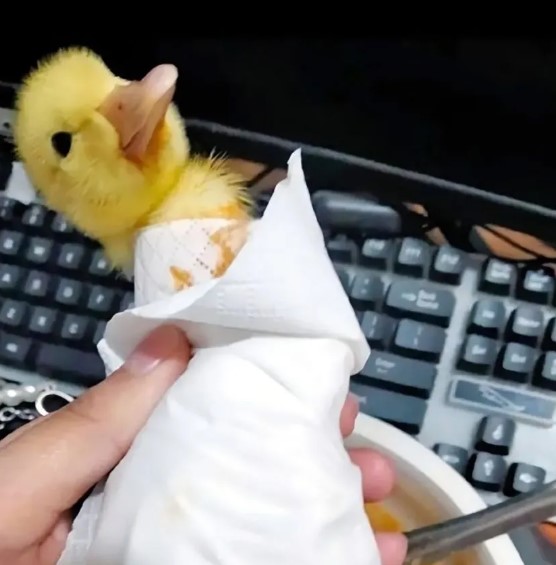 nokbeon.net-아기 오리 키울때 주의점.jpg-3번 이미지