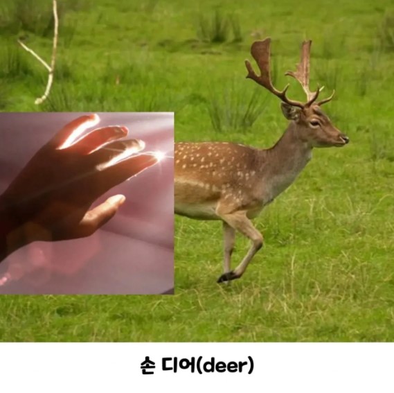 nokbeon.net-사슴을 손으로 만지면 안 되는 이유.jpg-2번 이미지