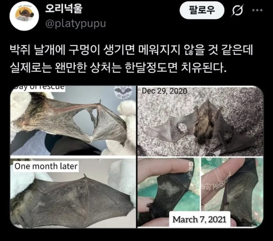 nokbeon.net-박쥐 날개가 찢어지면 생기는 일.jpg-1번 이미지