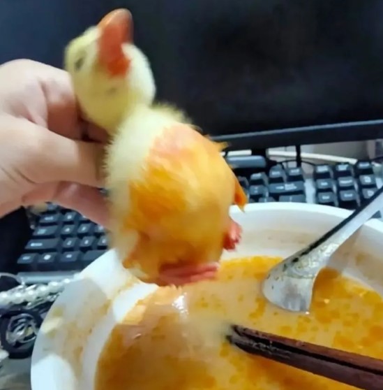 nokbeon.net-아기 오리 키울때 주의점.jpg-2번 이미지