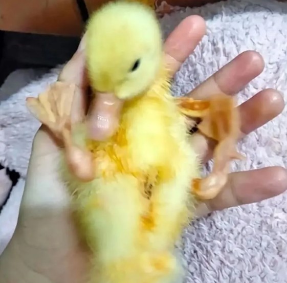 nokbeon.net-아기 오리 키울때 주의점.jpg-4번 이미지